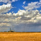 Rain Over Golden Farm