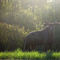 Early morning moose