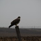 Buteo jamaicensis