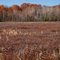 Poor Fen, Wayside Prairie County Park, Isanti, Minnesota