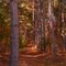 Trail through Norway Pines, Wayside Prairie County Park, Isanti, Minnesota