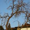 Dead Tree