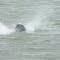 A Seal plays with his lunch, a big squid!