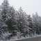 snow sticking to the trees.