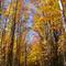 ColorfulTrees