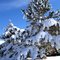 Snow Covered Tree in Enoch