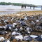 Shells at Lake Jacksonville