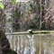 Turtle in the Cypress