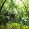 blackwater creek