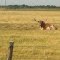  One the Childress, Texas locals.