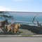 Kathleen Kresa: Mary Adams Peacock Mural (2009)