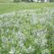   silver-leaf scurfpea