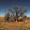 Return-Revisit: The Oregon Trail Tree