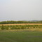 The Musser Farm. Clemson University's Orchard, Grove, and Vineyard