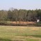 Clemson Rodeo Arena