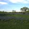 Borgfeld Farm Bluebonnets2