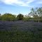 Borgfeld Farm Bluebonnets