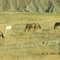 Wild Horses in Ute Reservation