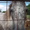 Miniature Horses of Tabor