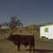 Free range in Clifton, my front yard