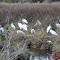 Ozello Wood Storks