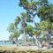 cattle xing, Homosassa River, Homosassa, Florida (3-25-2007)