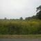 Flowers in a Field of Weeds (9/14/04)