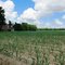 New Corn Crop Growing