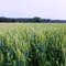 Farm where Harriet Tubman was a slave