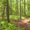 Woods Trail