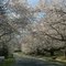 Our trees with new buds!  SPRING!