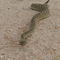Hybrid Rattle