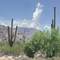 Saguaro and desert vegetation