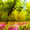 Blooms at Big Spring