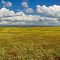 Miles of Wildflowers