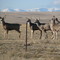 HYWY 89 North of Choteau, MT
