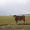 Montana Longhorn making a funny face for the camera - Apr 2006
