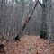 The forest's version of "Damocles Sword"?