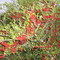 SHERMAN, TEXAS - YAUPON HOLLY