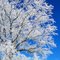 Winter Wonderland
