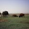 The mighty buffalo at the Trading Post. Oklahoma. USA