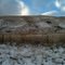 Herd of elk on the hillside