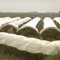 Crop Covers in Camarillo, California