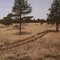 Ponderosa Pine Forest from the Grand Canyon Railway