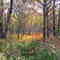 fall colors at Fort Mc Coy  near Sparta WI.close to the airport in south camp