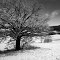 snow covered tree