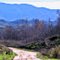 Sycamores in Chino Hills