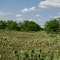 Central Texas Range Country, on County Road, off Hwy 84, near Coleman