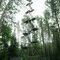 Cloquet Forest Lookout Tower