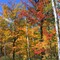 Blast of Color